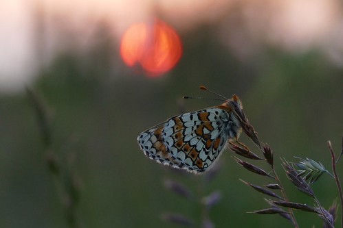 veldparelmoervlinder fritillarybutterfly melitaeacinxia tegenlicht backlight sunset nature natuur zonsondergang vlinder dmcfz1000 panasoniclumix