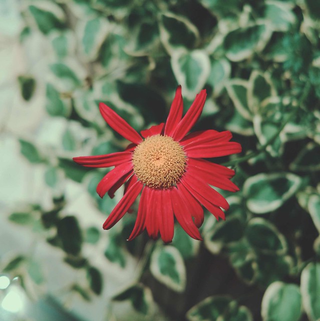 Red daisy