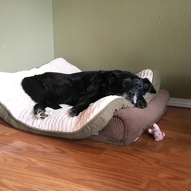 Maggie dog is extra relaxed on her double doggy bed.