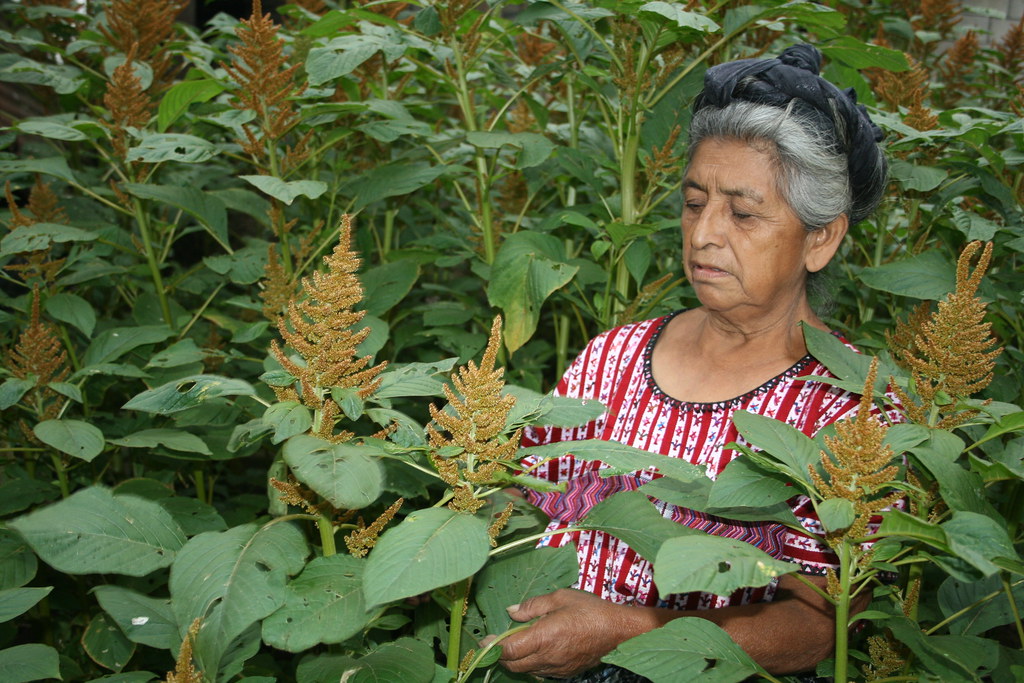 Concurso de fotografía: Mujeres indígenas y Seguridad Alimentaria en América Latina y el Caribe