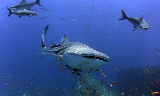 Акулы и скаты Андаманского моря. ноябрь 2014
