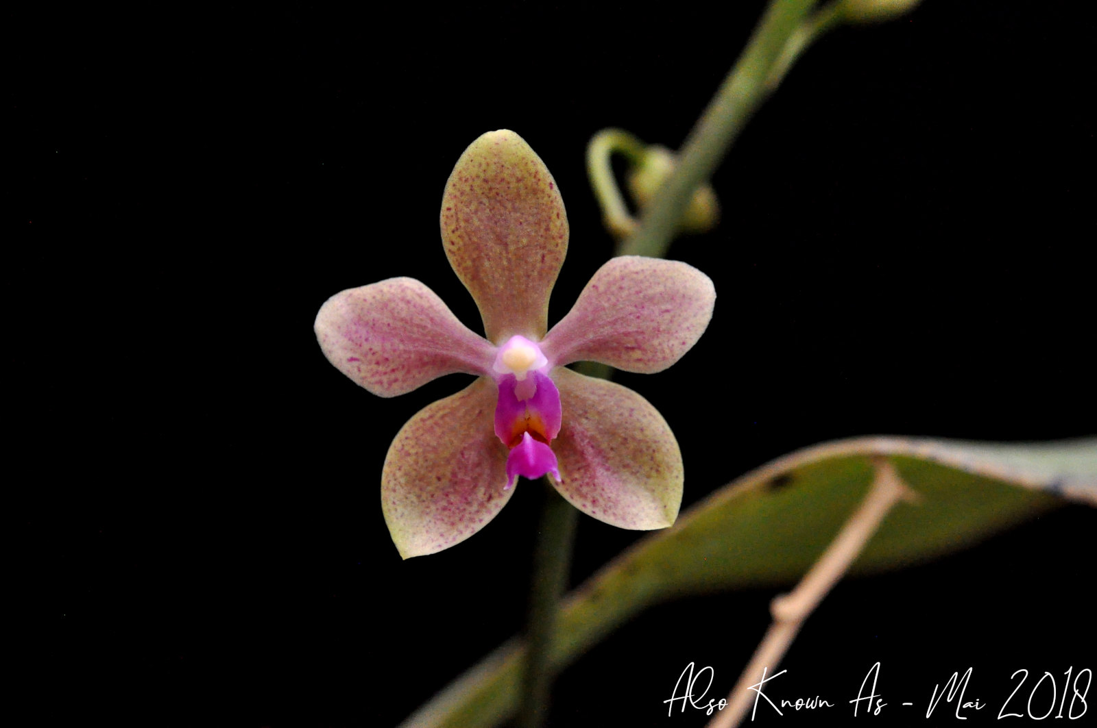 Phalaenopsis Béatrice Dream (viridis x wilsonii) 42259042261_96882577ed_h