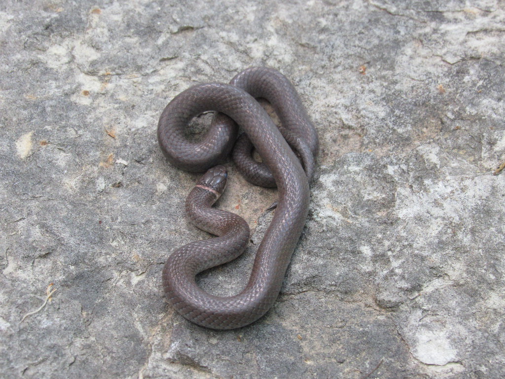 Ring-necked Snake