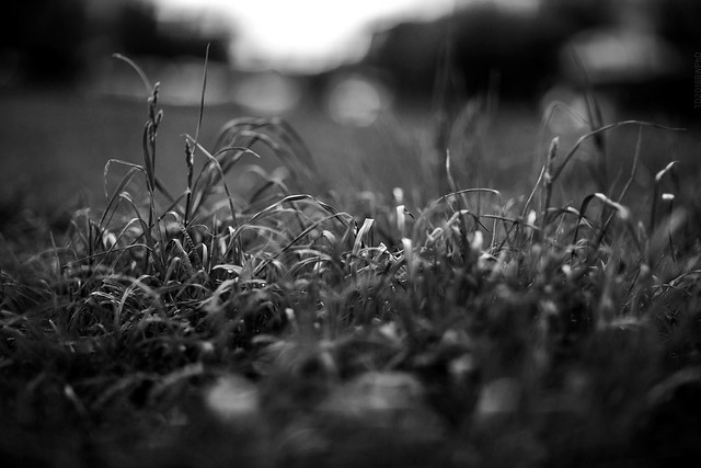 2018.05.17_137/365 - Sometimes I just want to get lost in the grass...