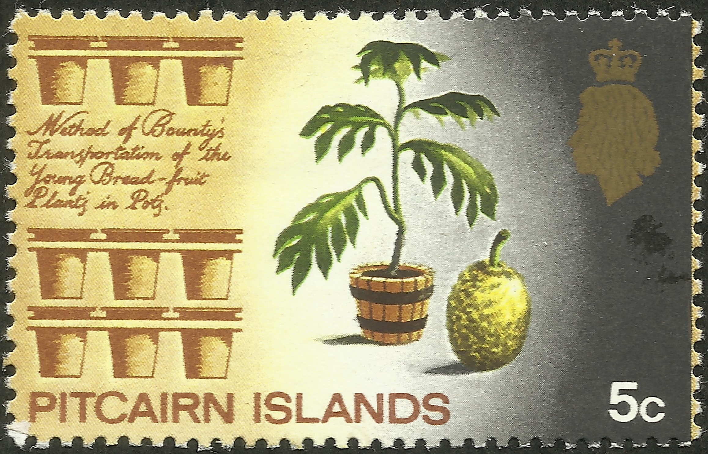 Pitcairn Islands - Scott #101 (1969) depicting a breadfruit plant and the pots designed to transport them on HMAV Bounty.