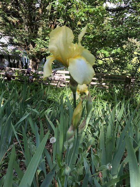 Spring garden — Corvallis