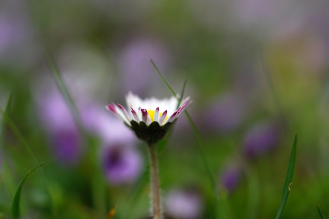 Daisy in a purple field