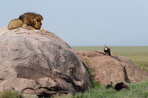 pantheraleo namiriplains eastafrica tanzania serengeti lion wildlife nature shinyangaregion tz ngc