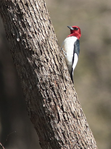 Red-headed Woodpecker 05-20180505