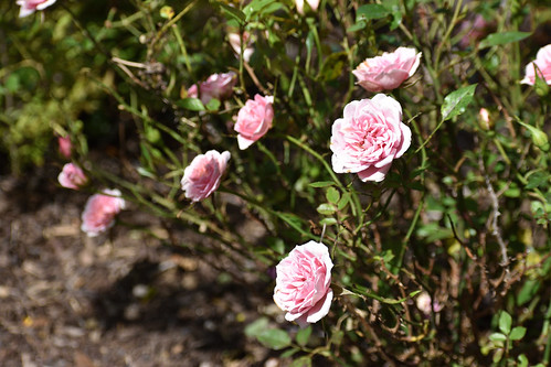 rose roses garden flower spring daylight pink bush nc
