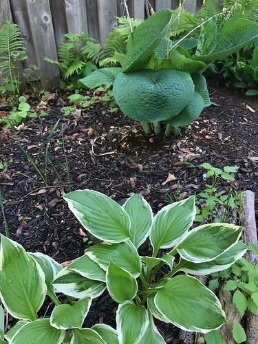 Hostas are coming in nicely. The one in the back in a giant hosta with gorgeous leaves