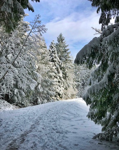 bc canada vancouverisland westwoodlake forest iphone path snow tree vegetation