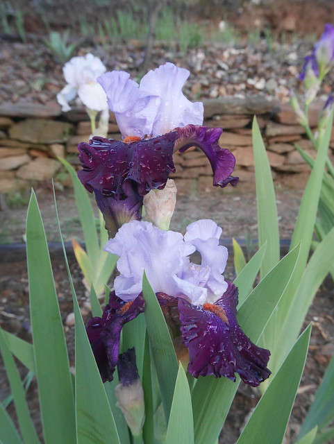 Iris 'Full Figured' - amoena n°2018-3-Cugan [identification] 42200418362_60b5106d1e_z