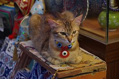 Cat Protected from Evil Eye