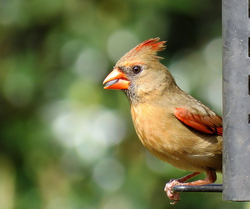 cardinal female femalecardinal birdsofflorida