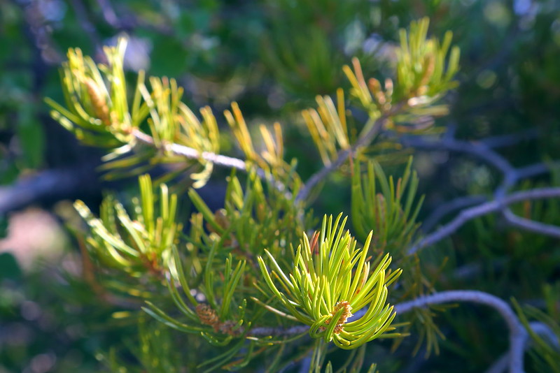 IMG_1190 Two-Needle Pinyon Pine (Pinus edulis)