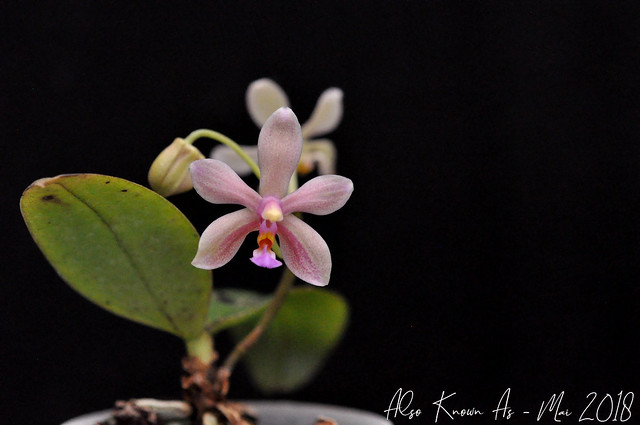 Phalaenopsis Isabelle Dream (mannii x wilsonii) 40451130940_b4270fbefb_z