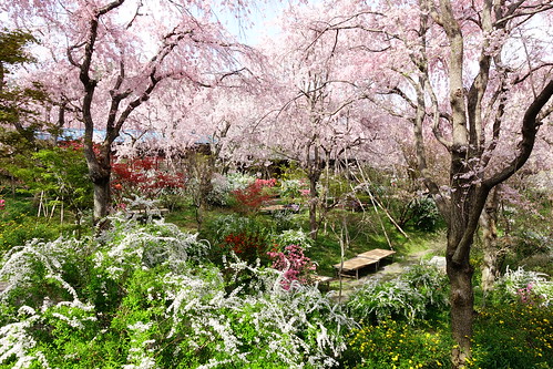 京都原谷苑