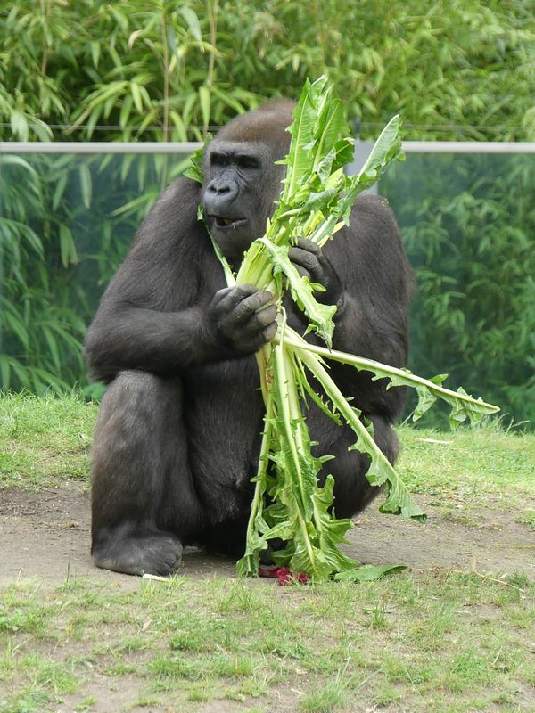 Gorilla Bibi, Zoo Berlin