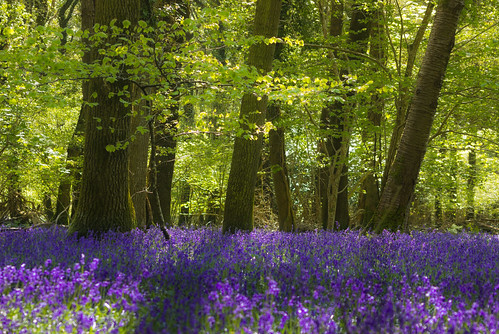 bluebells may devon plymouth woods flowers carpet light morning trees foliage spring
