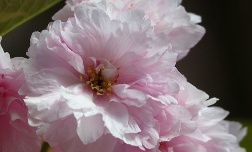 pentax k3 vbd hdpentaxda55300mmf4563edplmwrre ct connecticut flower pink newengland cherryblossom 2018 spring2018 handheld manualexposure trumbull