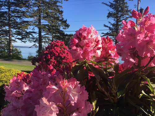 Samish Island Rhododendrons-009