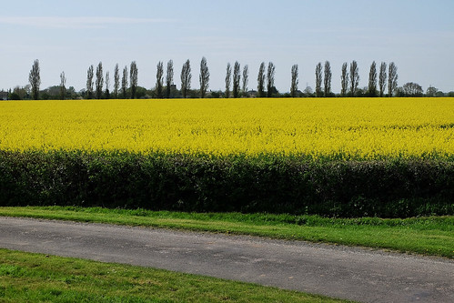 landscape green road agriculture farm crops field essex yellow tree