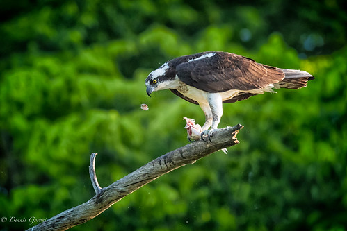 osprey virginia action background bird eating jamesriver raptor spring sunrise wildlife chester unitedstates us