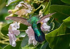 Green-throated Carib  Hummingbird (Eulampis holosericeus)
