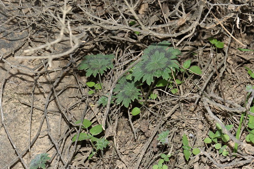 Pelargonium articulatum in habitat