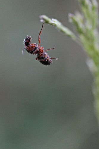 ant formica formicidae hymenoptera insect bug hang leg macro closeup nature animal