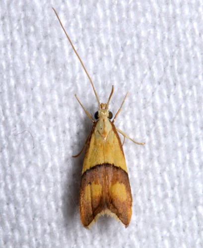 lepidoptera moths australia manningriver inaturalist tinonee crocanthesprasinopis
