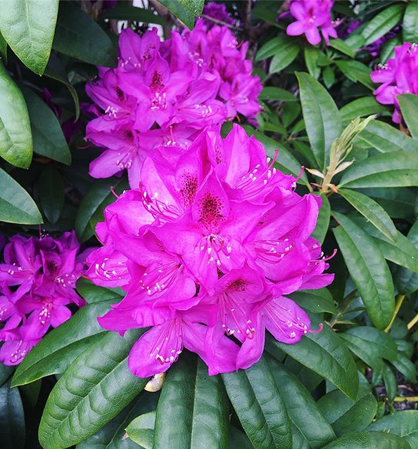 The rhodies in our front yard are poppin’.
