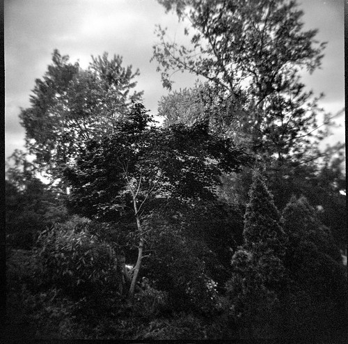 landscape cultivatedlandscape forest asheville northcarolina dianaf kodaktmax400 ilfordilfosol3developer 120 film 120film mediumformat lomography monochrome monochromatic blackandwhite