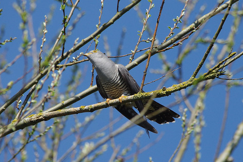 bird wild wildlife nature lackfordlakes swt suffolk cuckoo cuculuscanorus