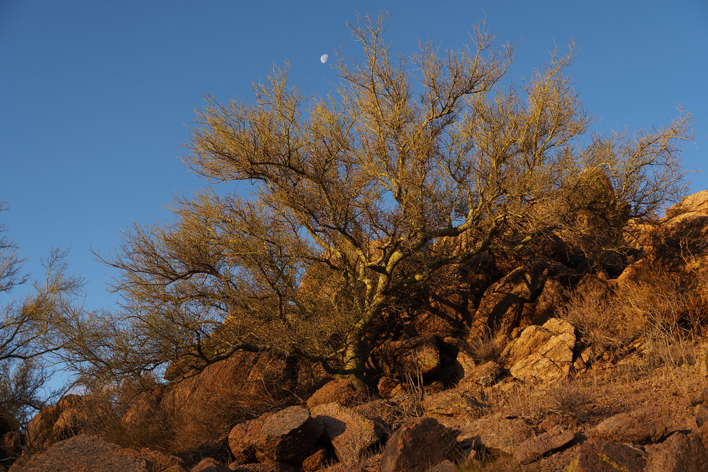 A foothill palo verde tree with the moon above it at first light on the Sunrise Trail at McDowell Sonoran Preserve in Scottsdale, Arizona
