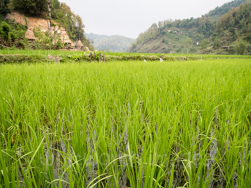 agriculture paddy valley rice indiansubcontinent asia hills monsoon nepal kaski young green rural lush pokhara field