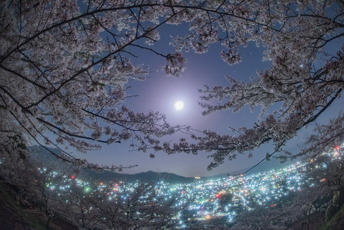 Sakura caught the moon