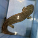 Chinese Giant Salamander (Andrias davidianus)
