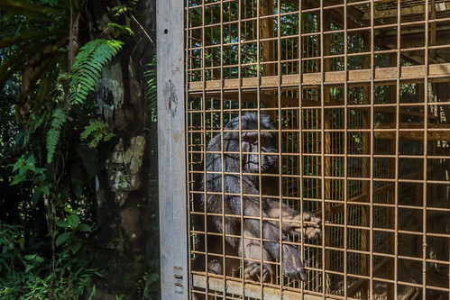 cikananga celebes crested macaque macaca nigra black or sulawesi animal cage mammal primate monkey irony freedom captivity