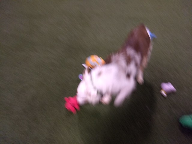 04/26/18 Squeaky Toy Fetch :D