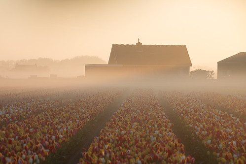sassenheim zuidholland netherlands tulip bollenstreek nederland holland field agriculture mist fog sunrise house farm farming farmhouse village rural