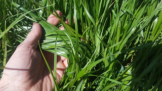 Annual ryegrass can easily be identified by its shiny leaf backside