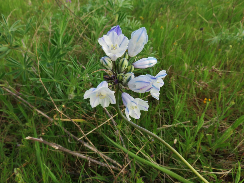 Large-flower triteleia