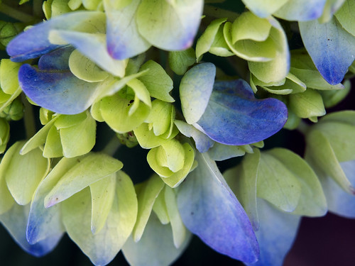 Hydrangea blooms blue