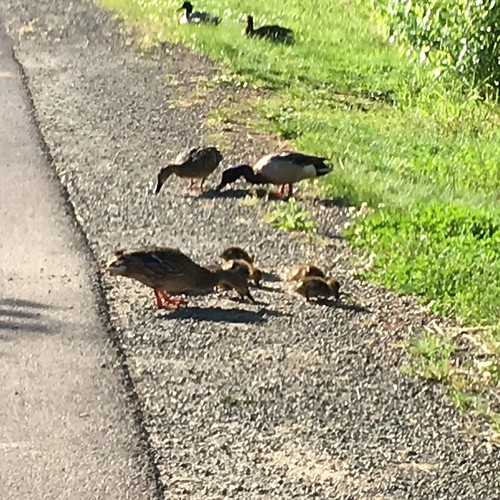 Ducks along the Trolley Trail