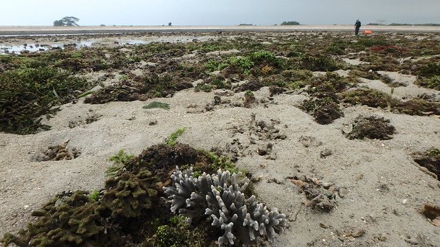Seaweeds growing on dead Branching montipora coral (Montipora sp.)