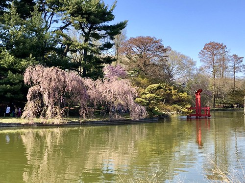 Sakura Matsuri Festival, Brooklyn Botanic Garden, April 2018