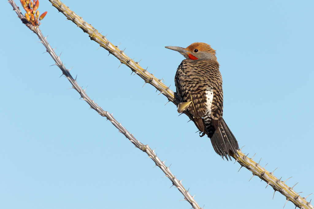 A male gilded flicker perches on an ocotillo along the Hackamore Trail in the Brown's Ranch section of McDowell Sonoran Preserve in Scottsdale, Arizona