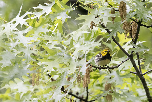 Central Park: Green-throated Warbler